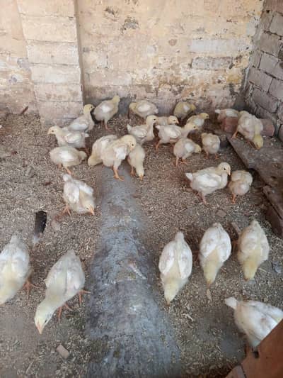 Vaccinated Broiler Chicks for Sale