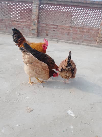 golden misri 3 female one male egg dati ha