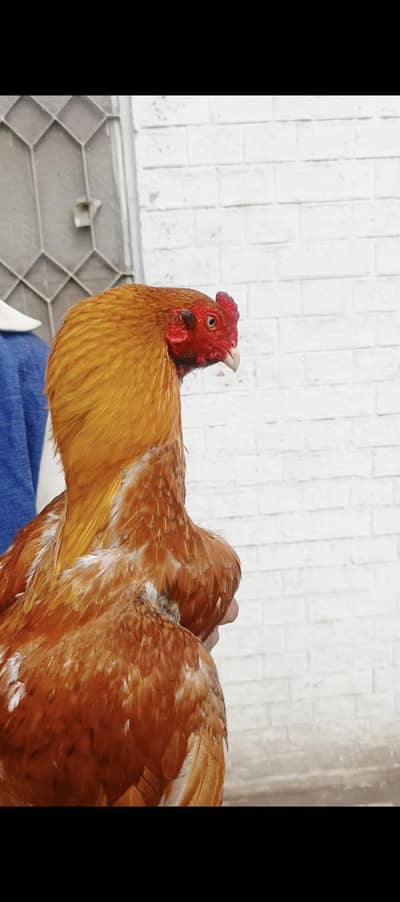 Aseel peela highi quality