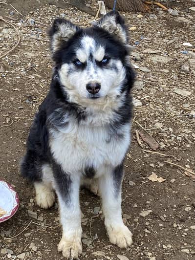 Female Siberian Husky contact number 03150498332