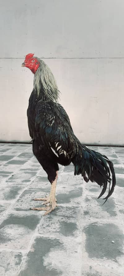 Black Cobra Sindhi Java Full Active Mast Aseel