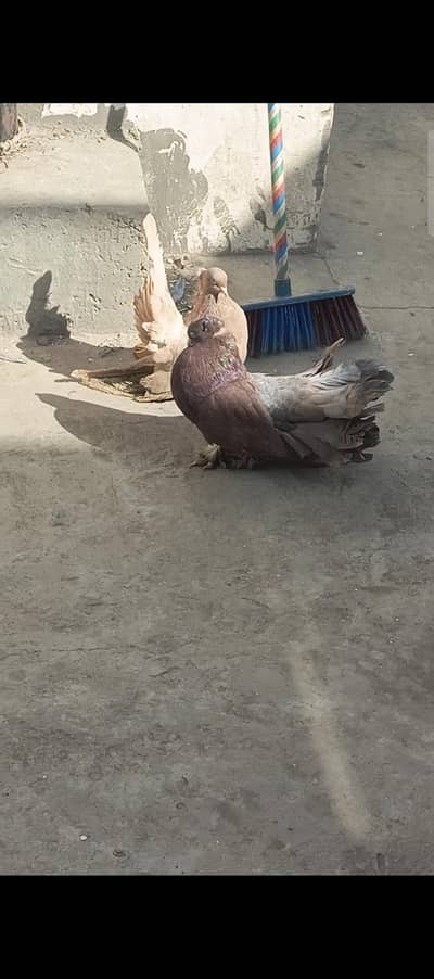 american fantail pair