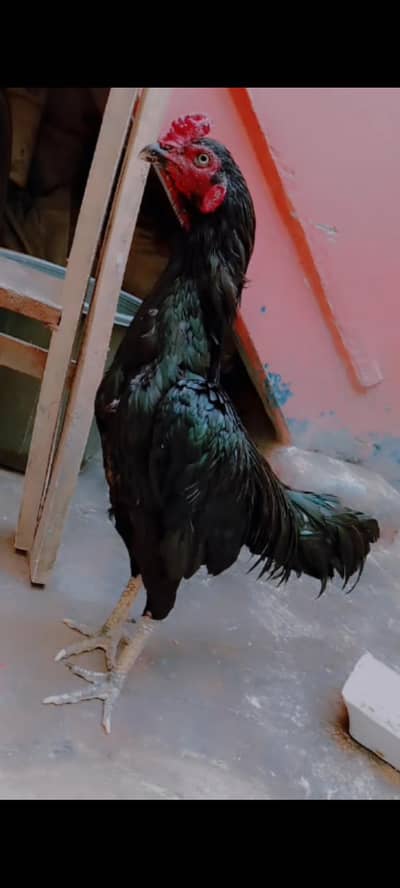 jutt black aseel Thaii 2 Saal ka hai