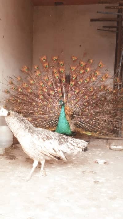 peacock Pair