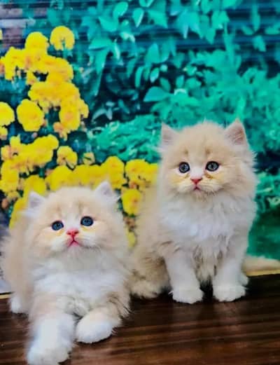 Persian Cat for sale my WhatsApp number 03457084434