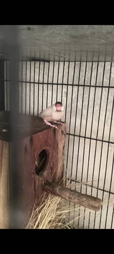 FAWN JAWA & GOLDIAN FINCHES SPLITS HOGOROMO