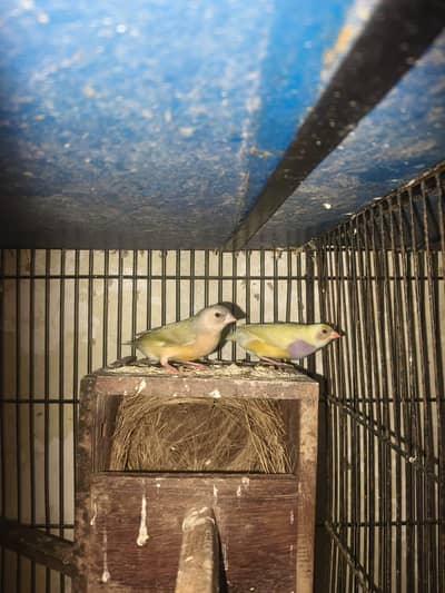 GOLDIAN FINCHES and Australian SPLITS HOGOROMO