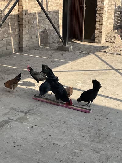 Australorp and aseel hens for sale