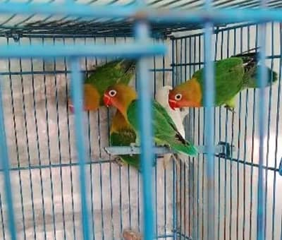 Love Birds  Pair