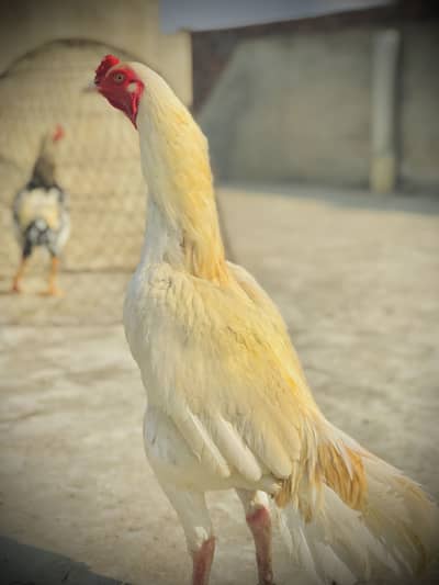 Male or femail /femail pure white / mail heera cross