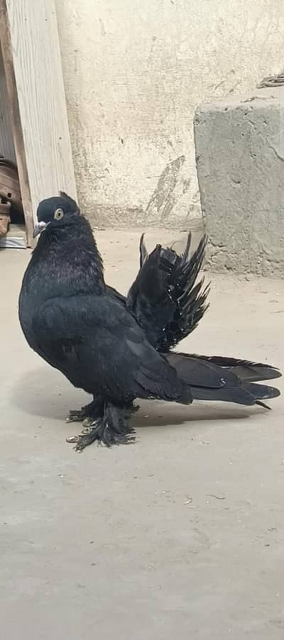 black American single piece