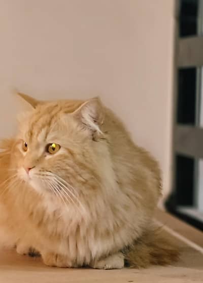 Persian male cat