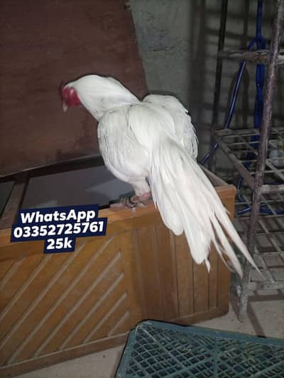 Aseel mianwali high quality Heera male Available for sale 03352725761