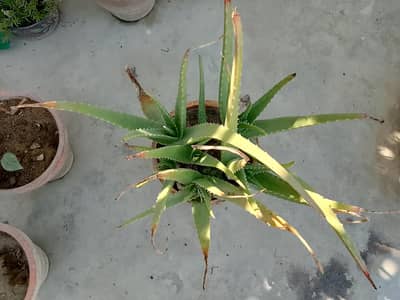 ALOE VERA