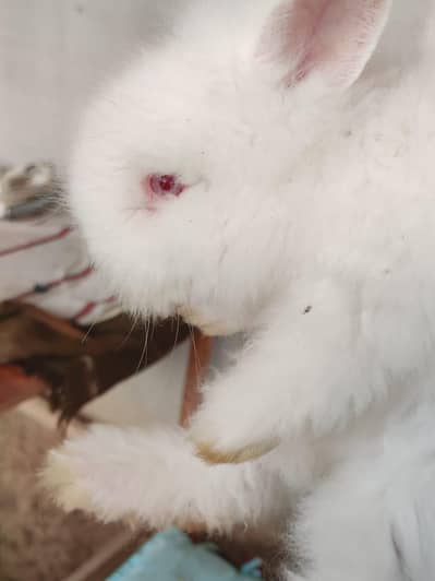 English engora rabbit male sadiqabad Rahim yaar khan