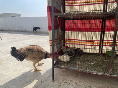 Pure aseel Murgi with 5 chicks aseel