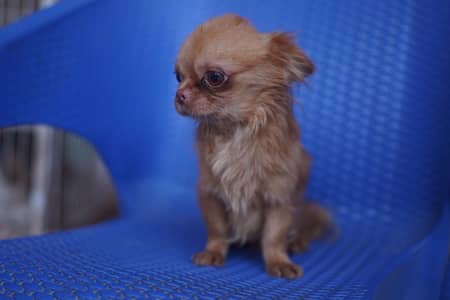 Imported Chuhawa for sale