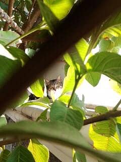 Pair of Siberian Persian kittens