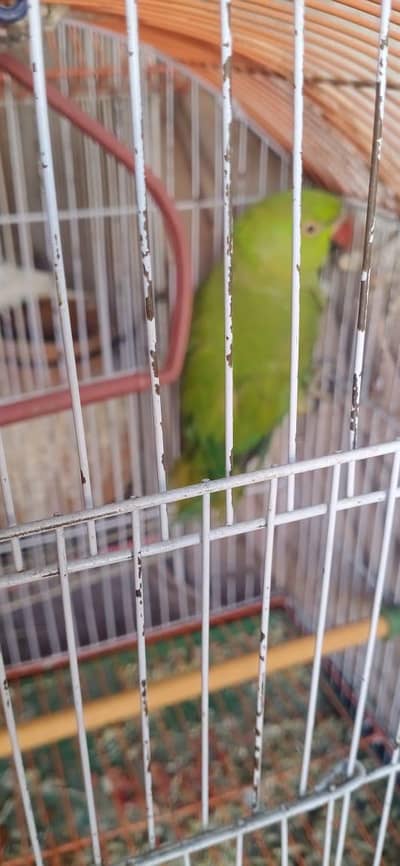 Green Parrot  for sale
