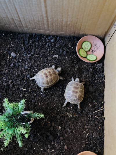 Turtle pair for sell