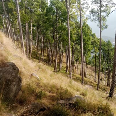 4 kanal Agriculture land Murree