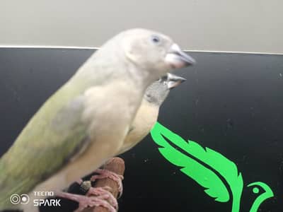 red eye possible blue goldian and split blue green back goldian chicks