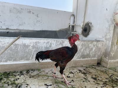 Aseel Miya wali Murga Brider