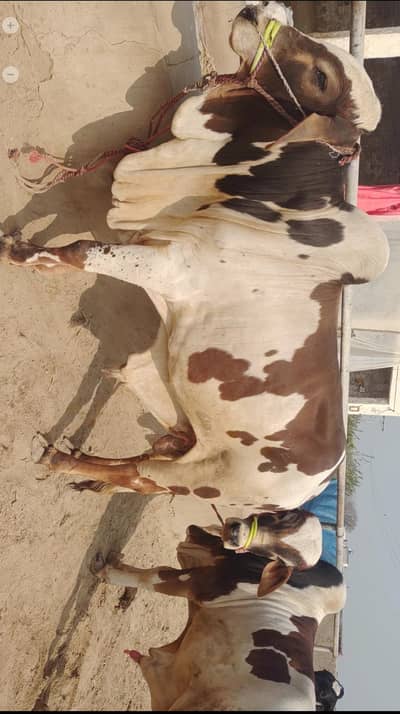 Bull for Qurbani 2026