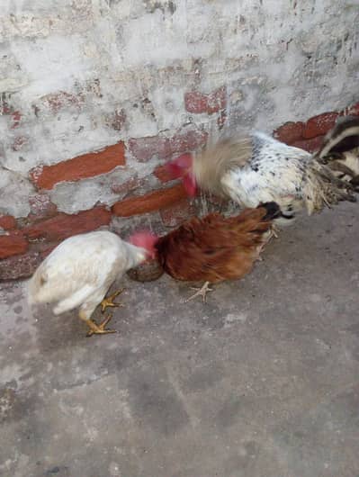 Eggs breed pairs Only series Parsons He rabta karen