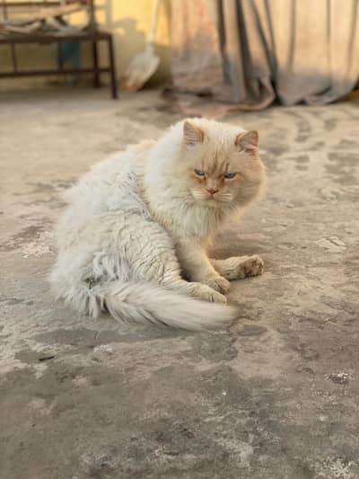 trippal coad persain