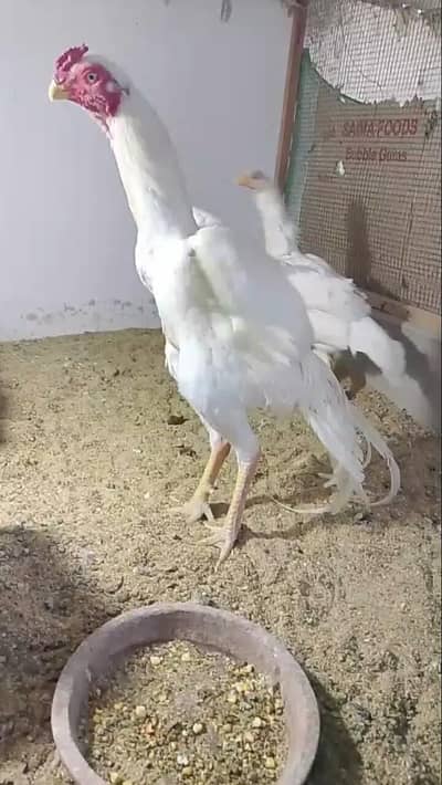 indian parrot beak long tail breeder pair white shamo chicks available