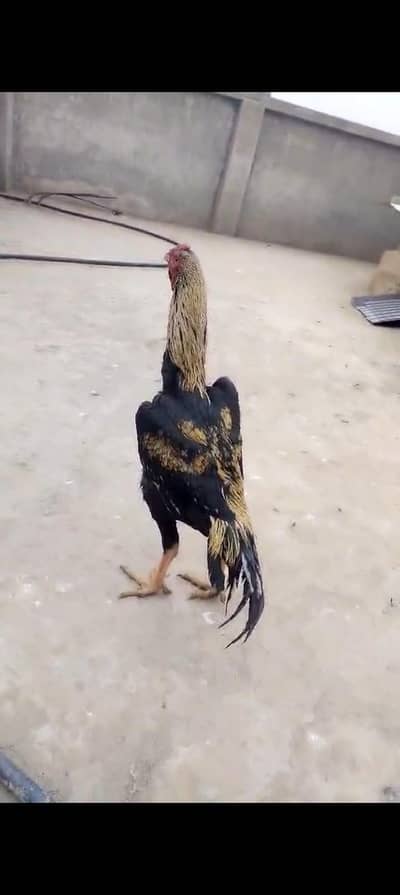 aseel shamo high quality aseel