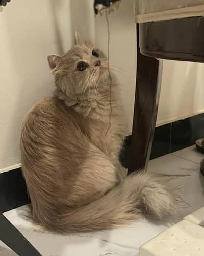 Persian cat full furry 03261555840 call on this number