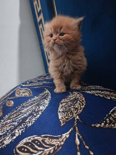 Persian  kitten