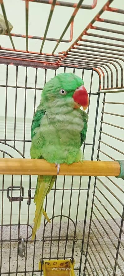 female parrot breeder pair