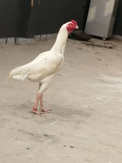 heera aseel female /old blood heera pair/cage /pinjra /salnder heater