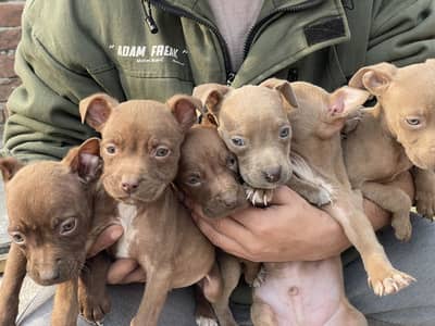 American Pitbull Terrier Pups Male n Female