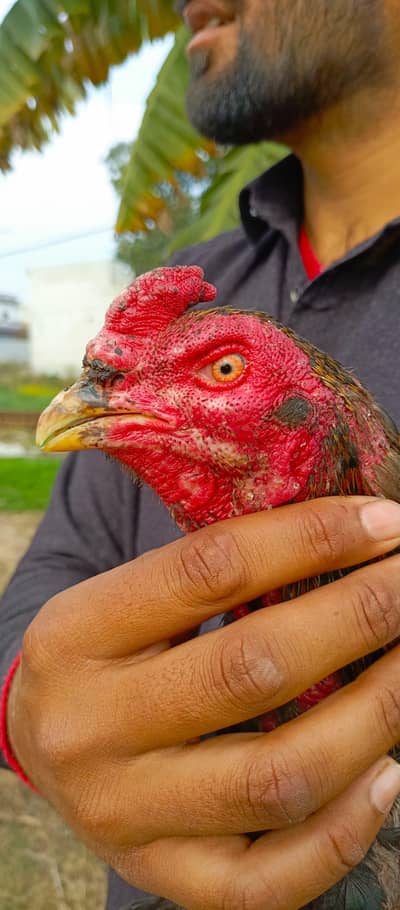 japani aseel full healthy active