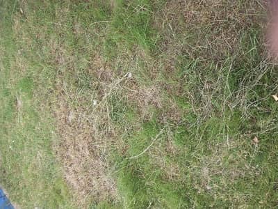 Residential Plot Of 4500 Square Feet For Sale In National Police Foundation O-9 - Block D