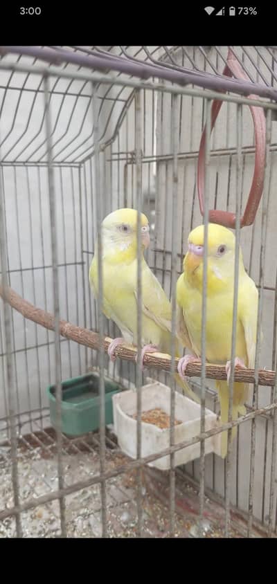 Breeder pair for sale