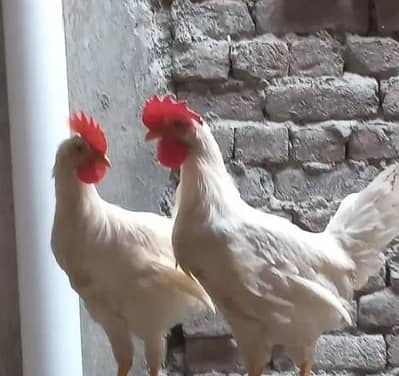 white cock pair