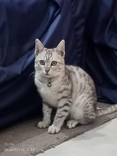 Friendly Kitten Male or Female