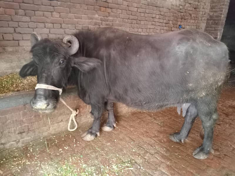 بھینس برائے فروخت 9کلو دودھ دوسرا سوا 0