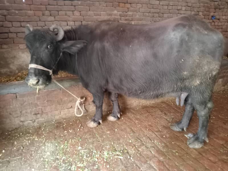 بھینس برائے فروخت 9کلو دودھ دوسرا سوا 1