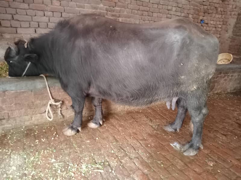 بھینس برائے فروخت 9کلو دودھ دوسرا سوا 2