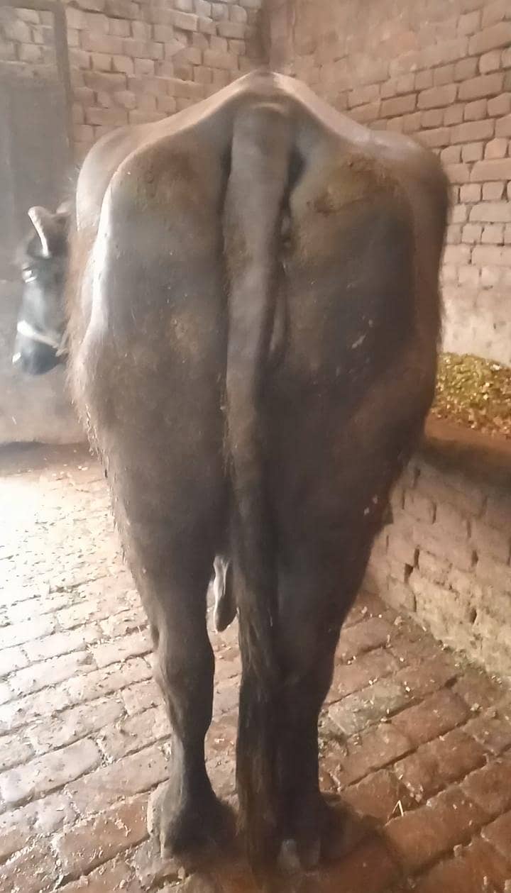 بھینس برائے فروخت 9کلو دودھ دوسرا سوا 3