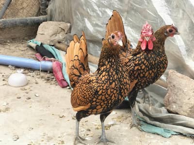 Golden Sebright A+ Zero Size Trio Set