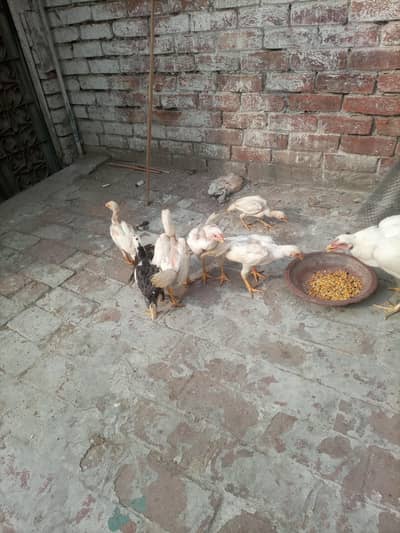 heera chicks
