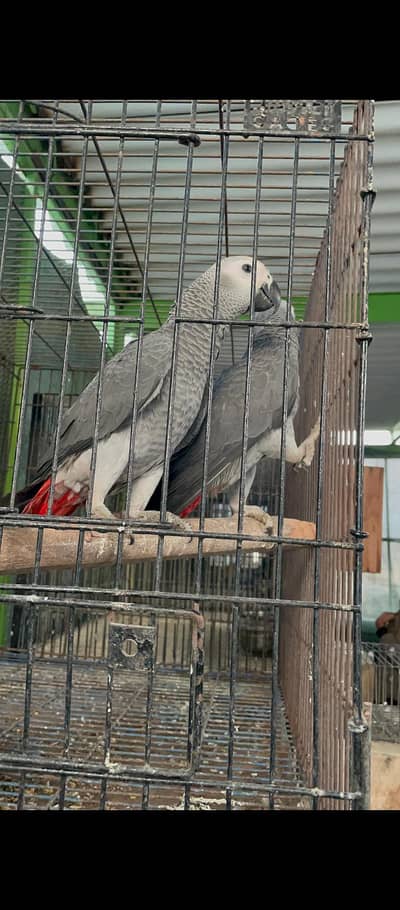 African grey parrot