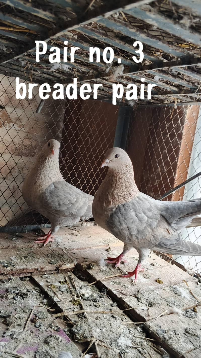 All breader pair 2